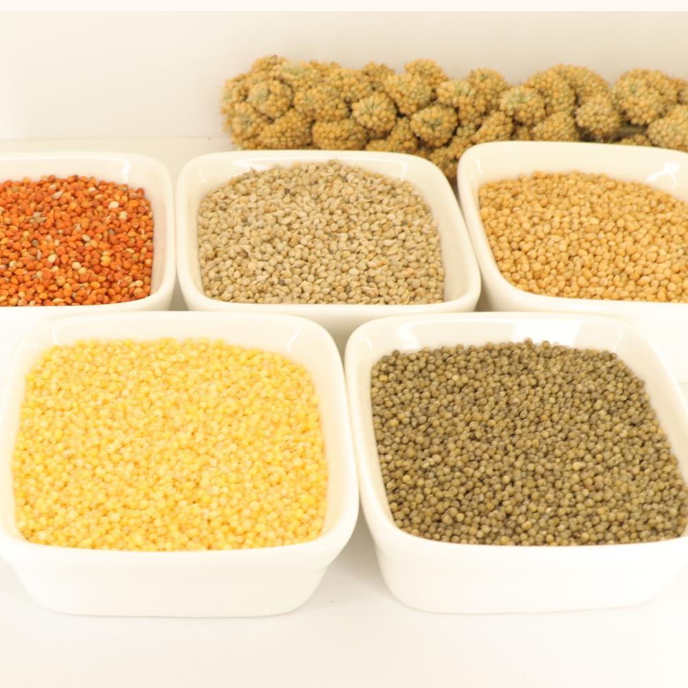 Красное желтое зеленое просо в шелухе для корма 
