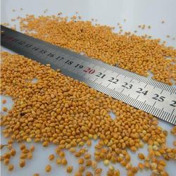 Китайское просо