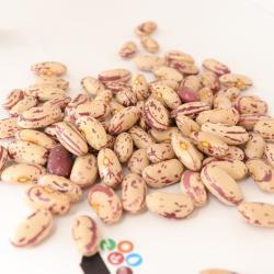 Крапчатая фасоль 