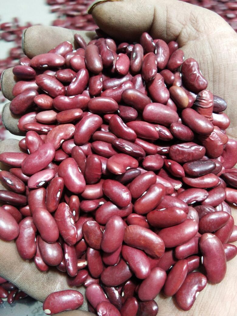 Высококачественная британская темно-красная фасоль