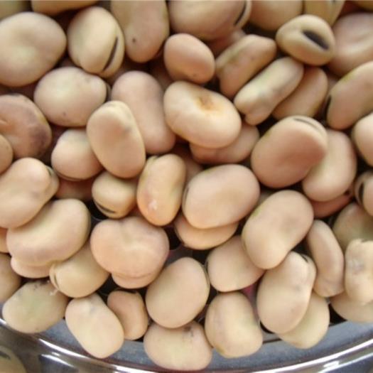 Высококачественные конские бобы 