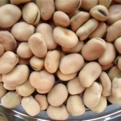 Высококачественные конские бобы 