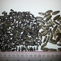 Семена подсолнечника 