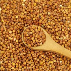 Красное сорго 