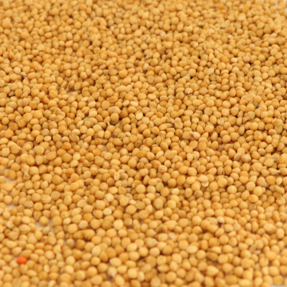 Красное желтое зеленое просо в шелухе для корма 