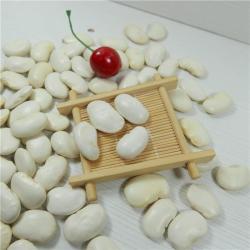 Сахарная фасоль