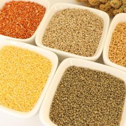 Красное просо в шелухе