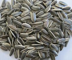 Семена подсолнечника длинной формы 