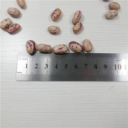 Светлая крапчатая фасоль 