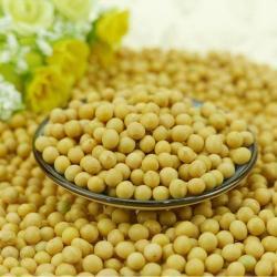 Соевые бобы без ГМО 