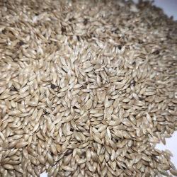 Канареечное семя для кормления птиц