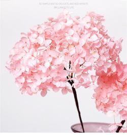 Консервированная гортензия со стеблем для украшения дома