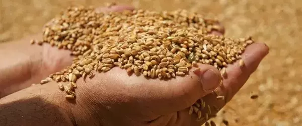 Сельскохозяйственные товары