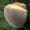 Зерномицелий ежовика гребенчатого