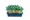 Зеленый редис семена для выращивания микрозелени