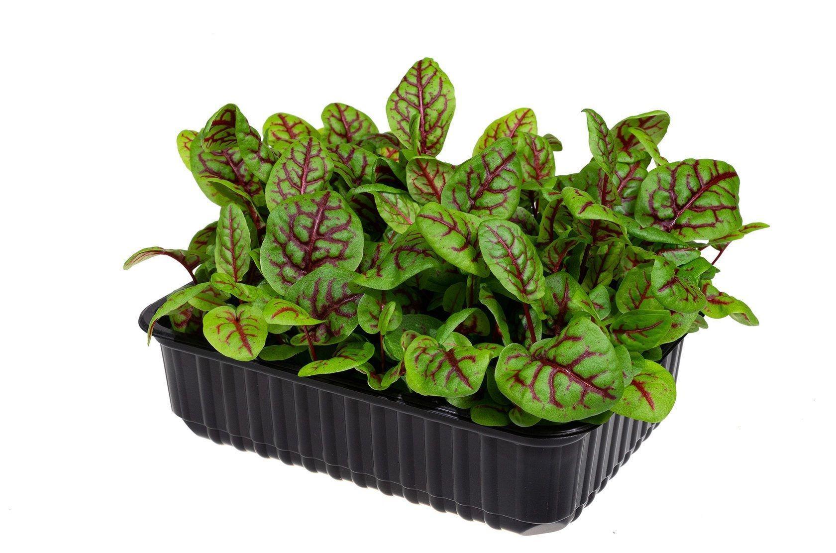 Купить Семена Микрозелени Оптом Интернет