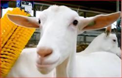 Массажная щетка для скота из алюминиевого сплава с легким и прочным дизайном (арт. 25-1408374)