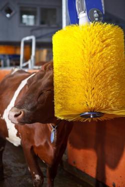 Массажная щетка для коров для ухода за кожей и шерстью (арт. 25-1408386)