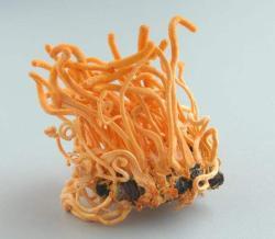 Экстракт кордицепса в капсулах для регуляции ментальной системы (арт. 25-17072226)