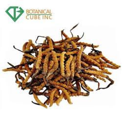 Экстракт порошка Cordyceps Sinensis 30% для капсул (арт. 25-17072239)