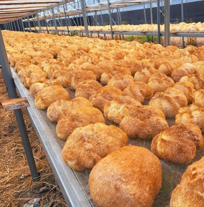 Порошок с экстрактом львиной гривы для улучшения мозговой активности (арт. 25-17072253)