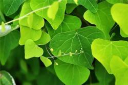 Экстракт стефании тетрандры высокого качества 98% в порошке (арт. 25-17072322)