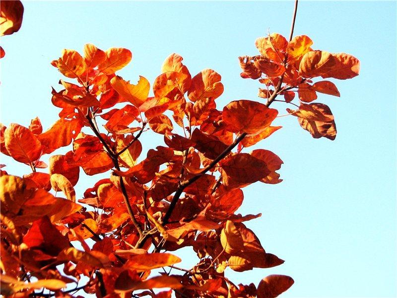 Экстракт физетина 98% (арт. 25-17072334)