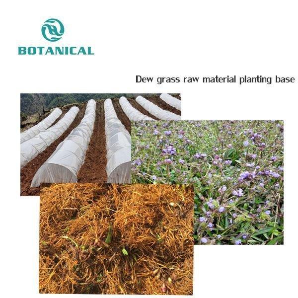 Спортивная добавка с экстрактом цианотиса арахноидея 10%-90% (арт. 25-17072355)