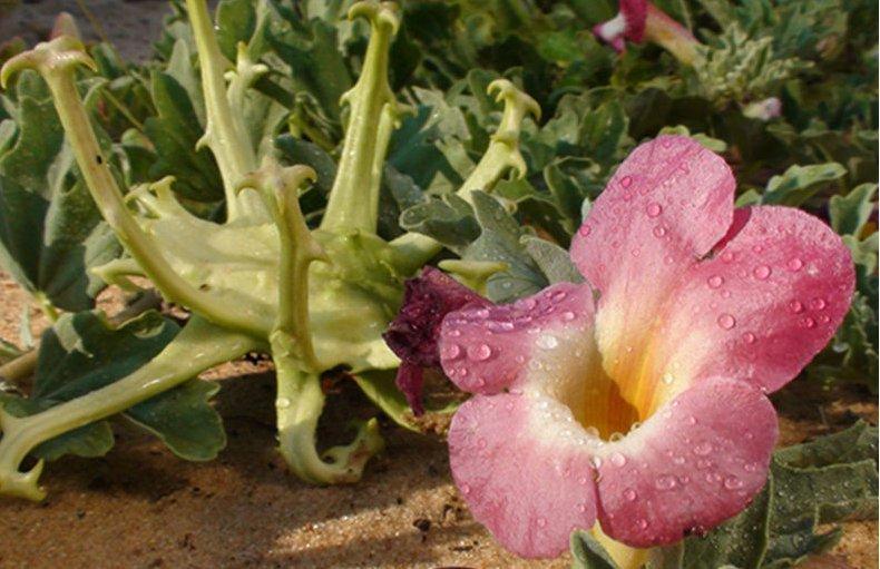 Капсулы с содержанием Гарпагозида 1%-5% (арт. 25-17072358)