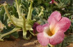 Капсулы с содержанием Гарпагозида 1%-5% (арт. 25-17072358)