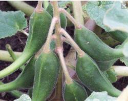 Экстракт кошачьего когтя Scrophulariaceae с содержанием гликозидов 5% Uv (арт. 25-17072363)