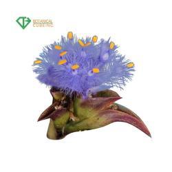 Биодобавка с экдистероном из порошка цианотиса арахноидеи (арт. 25-17072376)