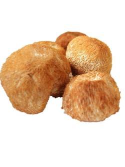 Порошок Гриба Львиная Грива Экстракт 30% (арт. 25-17072468)