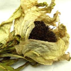 Экстракт снежного лотоса для ухода за кожей (арт. 25-17072635)