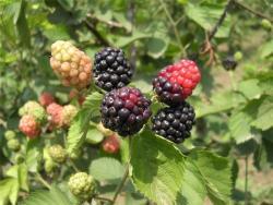 Экстракт черной смородины с антоцианами для здоровья и красоты (арт. 25-17072647)