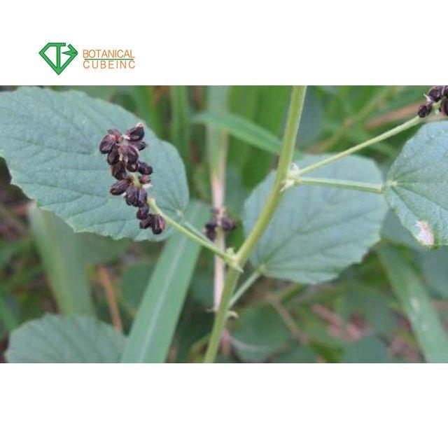 Масло Bakuchiol 98% жидкое (арт. 25-17072650) 