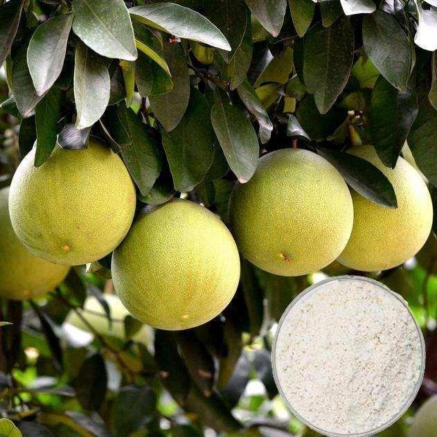 Экстракт грейпфрута порошок 98% натурального (арт. 25-17072653)