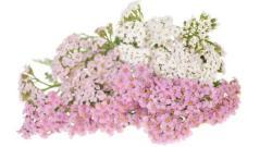 Экстракт Ахиллеи Миллефолиум (арт. 25-17072665)