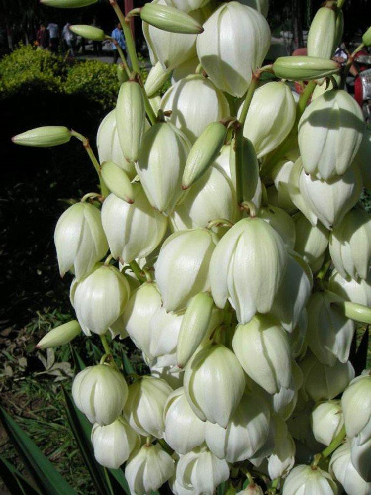 Экстракт Юкка Шидигера 30%-60% сарсапонина для корма животных (арт. 25-17072688)