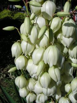 Экстракт Юкка Шидигера 30%-60% сарсапонина для корма животных (арт. 25-17072688)