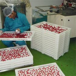 Лотки для сушки жевательных конфет пищевые (арт. 26-1200198)