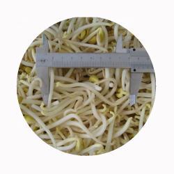 Замороженные пророщенные бобы мунг IQF зеленые (арт. 26-1302025)