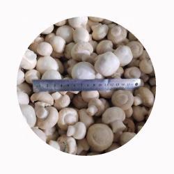 Грибы шампиньоны белые замороженные целые бланшированные (арт. 26-1302100)