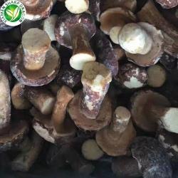 Грибы замороженные белые и маслята IQF 12 тонн (арт. 26-1302128)