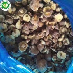 Грибы шиитаке замороженные целые нарезанные кубиками (арт. 26-1302140)