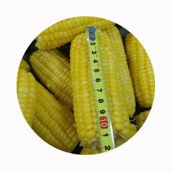 Кукуруза замороженная органическая початки для приготовления (арт. 26-1302153)