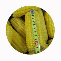 Снэки кукурузные вакуумные без ГМО для быстрого употребления (арт. 26-1302249)