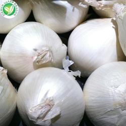 Лук репчатый белый свежий целый BRC сертификация (арт. 26-1302313)