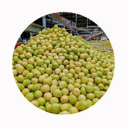 Грейпфрут помело свежий сладкий из китая (арт. 26-1302320)